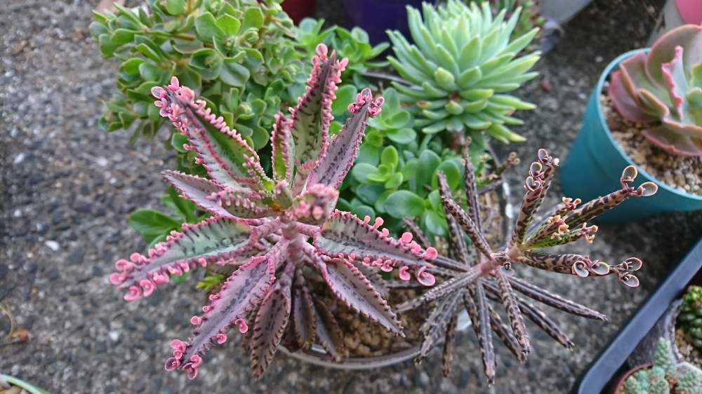 多肉植物　錦蝶