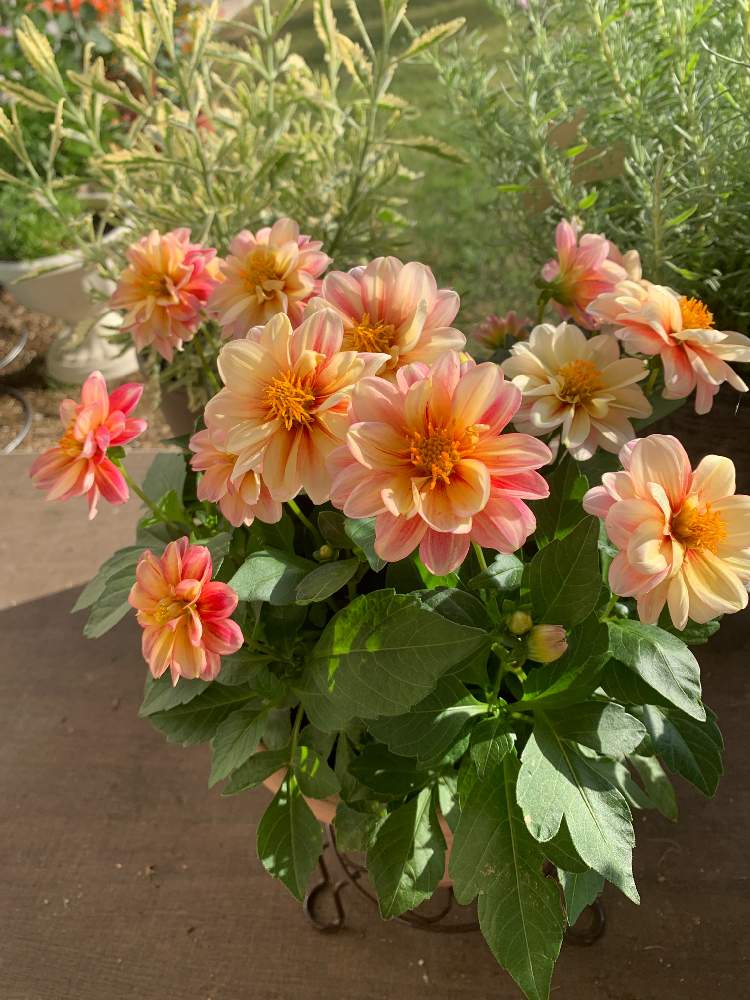 レディダリア シャリの投稿画像 By ゆっきぃさん 小さな庭とマイガーデンと花のある暮らしとダリア とガーデニング初心者とマイガーデンと花のある暮らしと ダリア とガーデニング初心者 19月6月3日 Greensnap グリーンスナップ Greensnap グリーンスナップ