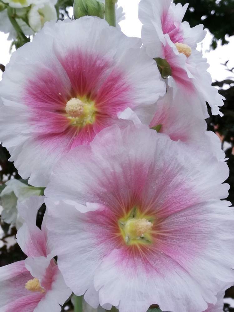 ホリホックの投稿画像 By マーガレット黒川さん タチアオイと立葵とアオイ科とピンクと白のお花と迫力の植物としべ好きと花のある暮らしと薬草 19月6月3日 Greensnap グリーンスナップ