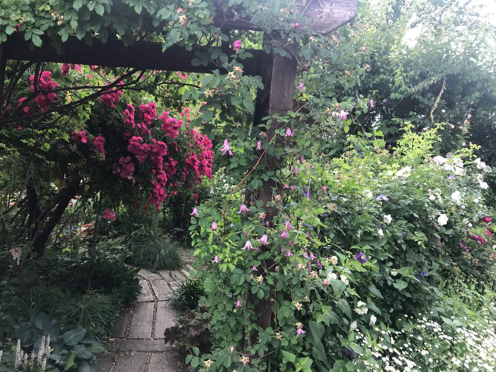 ガーデンカフェグリーンローズのお花たち Greensnap グリーンスナップ