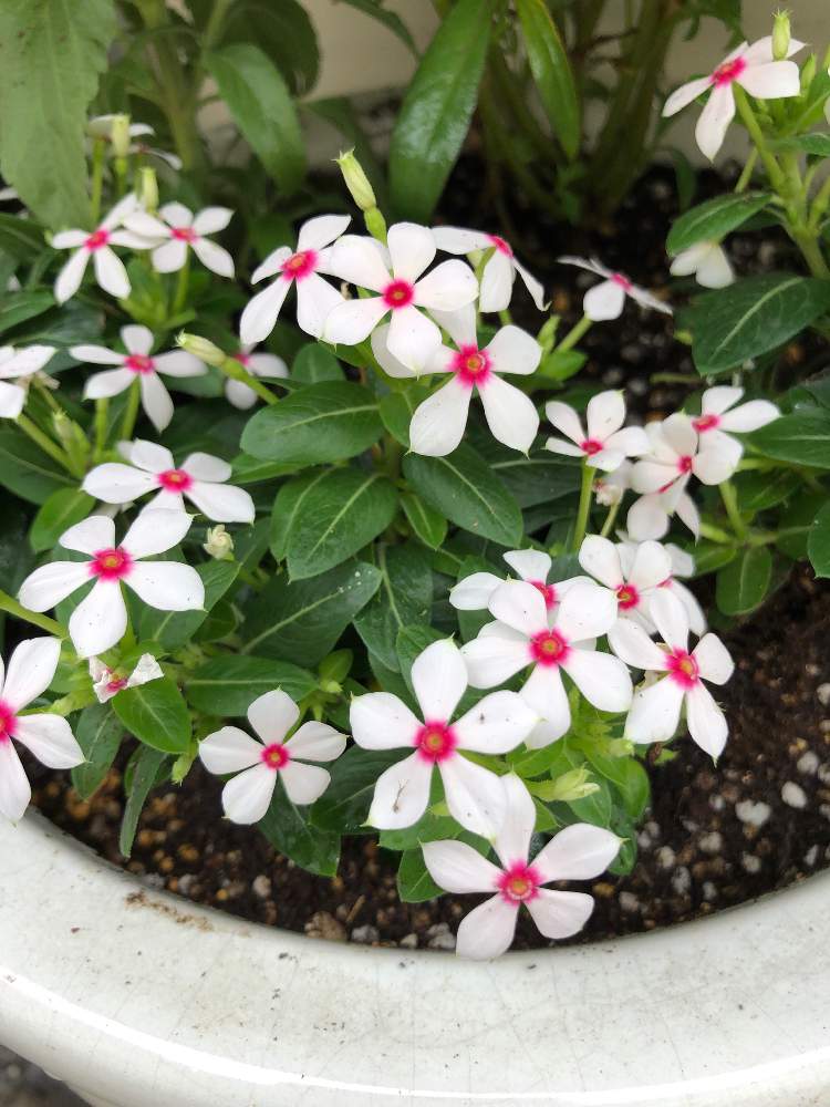 極小輪ニチニチソウの投稿画像 By 花さん 花のある暮らしとニチニチソウ夏花火ホワイトレッドアイ 19月6月4日 Greensnap グリーンスナップ