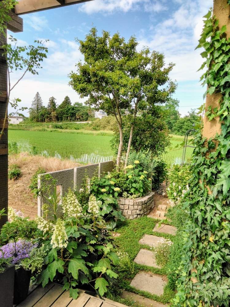 カシワバアジサイの投稿画像 By Jolさん アナベルとソヨゴと奥庭 全景とお庭を彩るお花 樹木フォトコンと快晴と花のある暮らしと初夏のお花と奥庭 19月6月4日 Greensnap グリーンスナップ