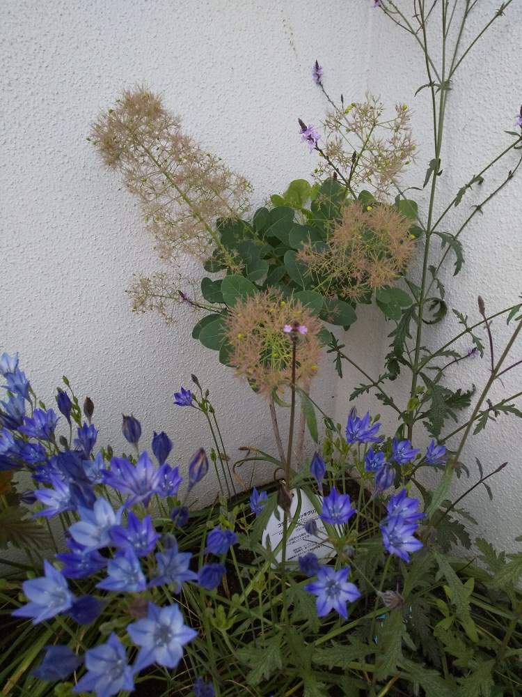 トリテレイアの投稿画像 By ゆうこばさん バーベナ バンプトン とスモークツリーヤングレディとふわふわとカラーリーフとピンクの花とナチュラルなガーデンを目指してとマイガーデンと青い花とナチュラルガーデンと寄せ植えガーデンと もこもこと銅葉とガーデニングと花の