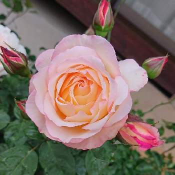 バラ ウェルビーインの画像 by sawaさん | 広い庭とバラ ウェルビーインとバラ好きとパラパラ咲くよと花のある暮らしとかわいいな♡とバラ・ミニバラ