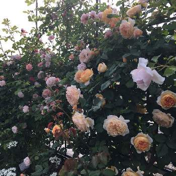 バラ ロードリーオベロンの画像 by よりさん | フェンスとオルレアとつるバラ コーネリアとナエマとクラウンプリンセスマルガリータとバラ ロードリーオベロンとばら バラ 薔薇とバラと暮らすとお庭を彩るお花・樹木フォトコンとナチュラルガーデンと庭いじりとバラ好きとイングリッシュ・ローズとEnglish roseとズボラガーデナーとナチュラルスタイルとガーデニングとズボラガーデニングと花のある暮らしとお庭とバラ・ミニバラとロザリアンとお花好きとDAVID AUSTIN ROSESと庭花