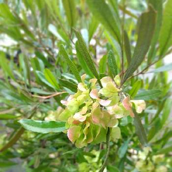 ドドナエア プルプレアの投稿画像一覧 Greensnap グリーンスナップ