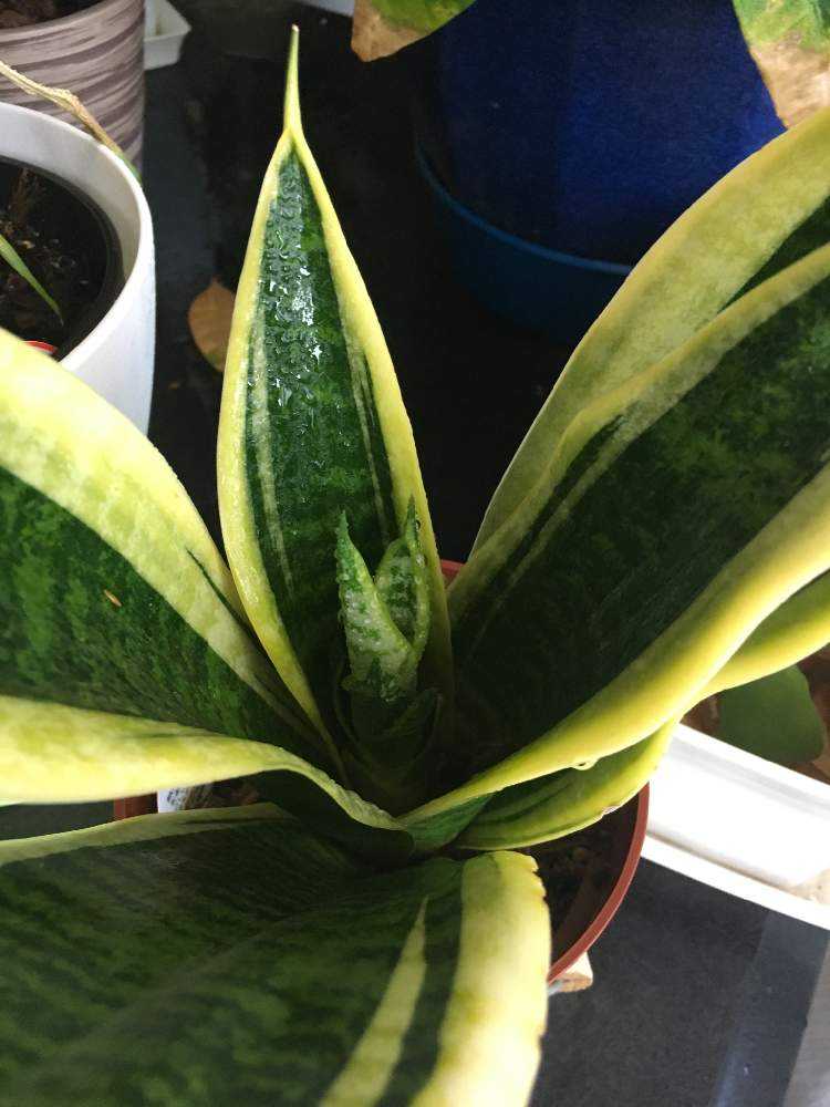 サンスベリアの成長 Greensnap グリーンスナップ