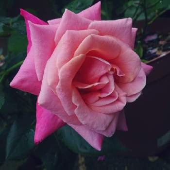 プリンセスチチブの画像 by ☆きらまる☆さん | 小さな庭とプリンセスチチブとHTCと極上咲きと薔薇愛同盟と薔薇男子と薔薇に魅せられてとオシャレとB型とバラのある暮らしとGS映えと今日の一枚とセクシーときれいな色と美しき薔薇様とたまらん！と花のある暮らしとかわいいな♡とテンション⤴︎とロザリアンとバラを楽しむとシボラー