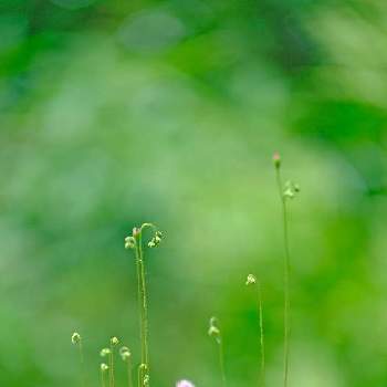 すべての美しい花の画像 最新のhdモウセンゴケ 花粉症