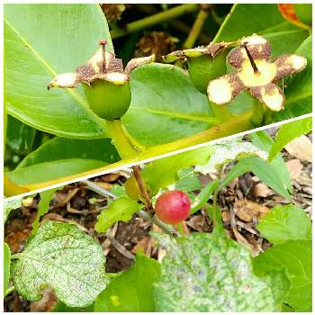 フトモモ科 の投稿画像一覧 Greensnap グリーンスナップ