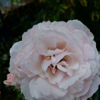 バラ 花見小路の投稿画像一覧 Greensnap グリーンスナップ