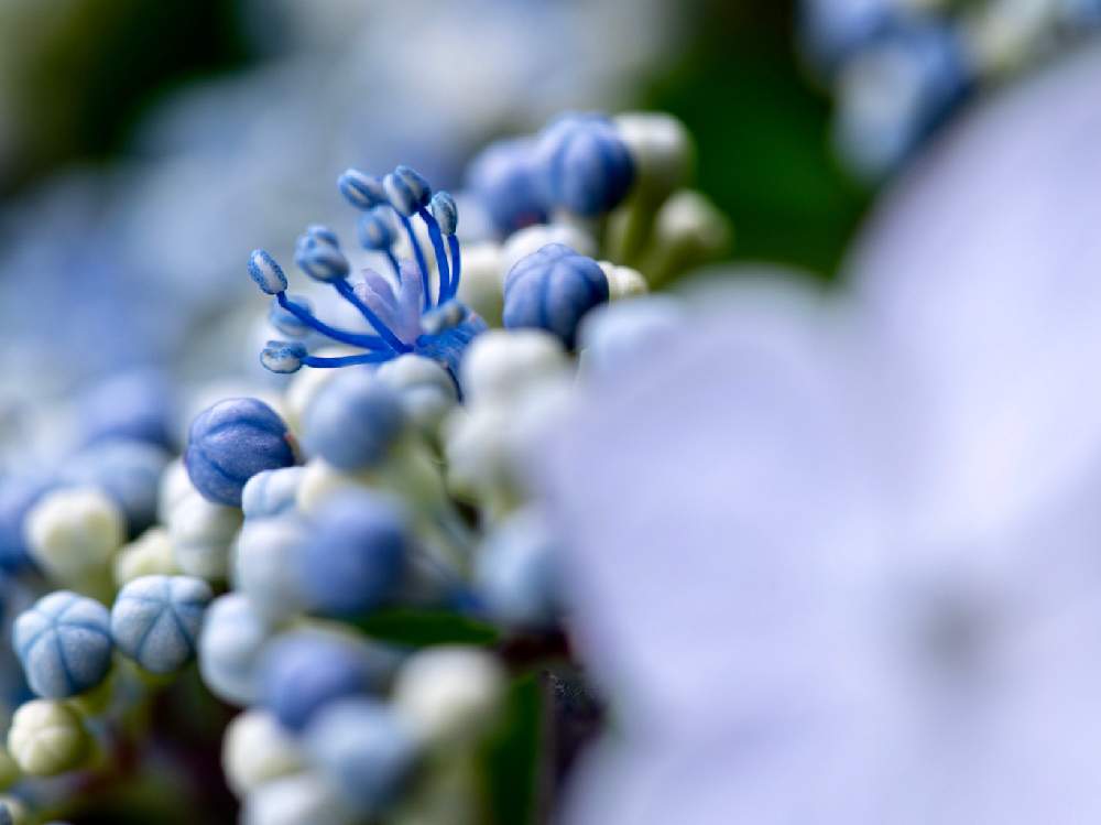 の画像 by houroumonoさん | ガクアジサイと青い花と紫陽花 アジサイ あじさいと小さな花とクローズアップ