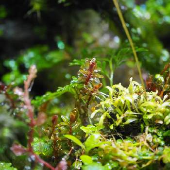 ロタラsp Hraの投稿画像一覧 Greensnap グリーンスナップ