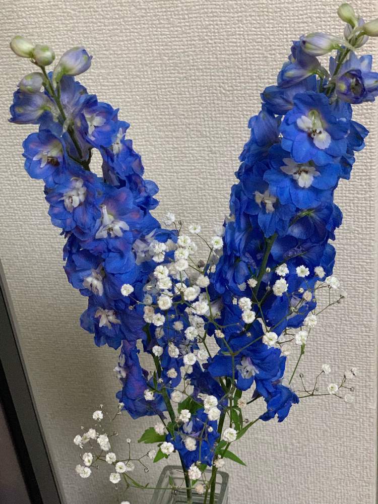 かすみ草の投稿画像 By ピコさん スタンダードデルフィニウムと部屋 19月6月4日 Greensnap グリーンスナップ Greensnap グリーンスナップ かすみ草の投稿画像 By ピコさん スタンダードデルフィニウムと部屋 19月6月4日 Greensnap グリーンスナップ Greensnap グリーンスナップ