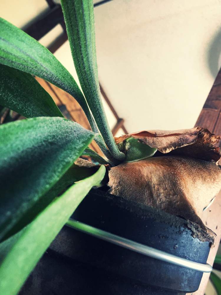 ビカクシダ ビフルカツムの投稿画像 By Iron And Woodさん インドアグリーンと観葉植物と敢えての鉢植えと貯水葉とシダ好きと敢えて板付けしないとシダ植物と新芽 19月6月4日 Greensnap グリーンスナップ