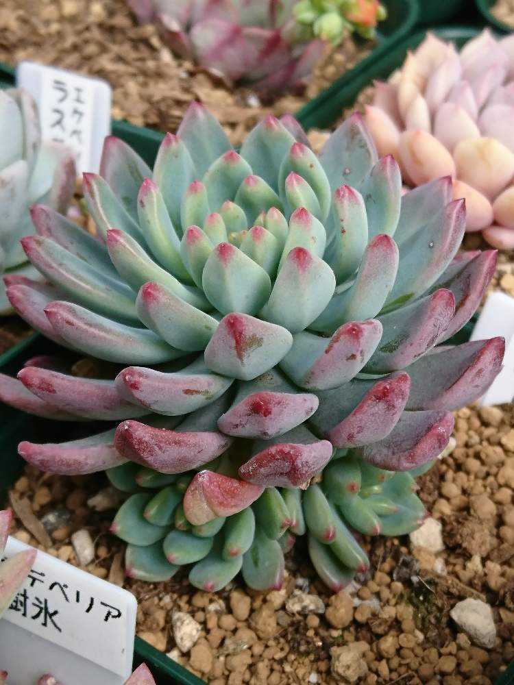 多肉植物 ブルーアップル 207:Echeveria 'Blue Apple'(エケベリア ブルーアップル)6㎝ポット