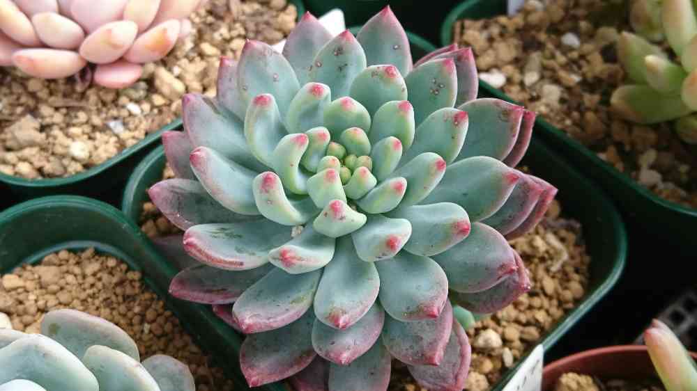 ブルーアップル(ブルーエルフにしか見えんのだが…)｜🍀GreenSnap