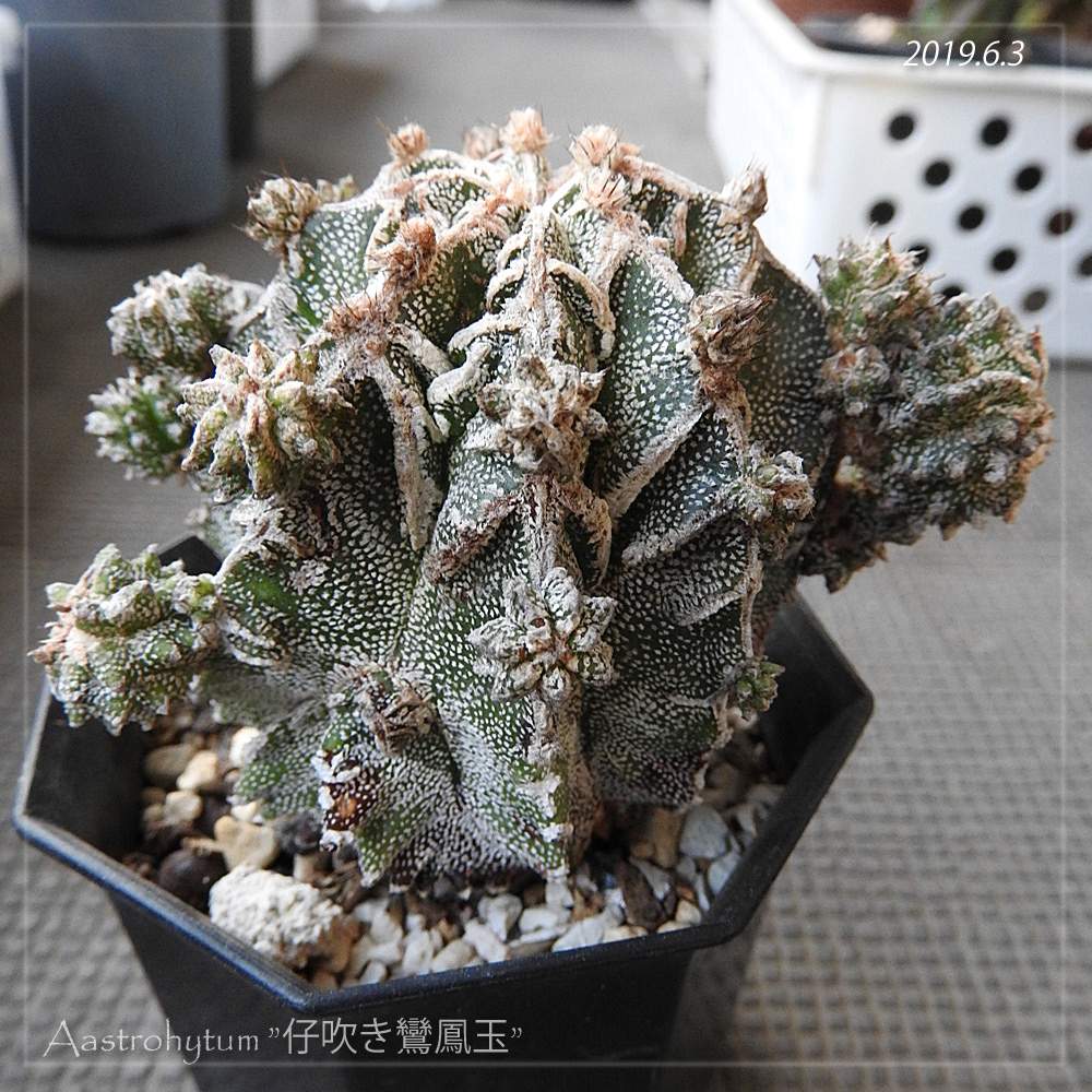 仔吹きランポーの投稿画像 By Kurokuroさん サボテン科とアストロフィツム属と仔吹ランポー玉と成長記録と珍奇植物とビザールプランツ 19月6月4日 Greensnap グリーンスナップ