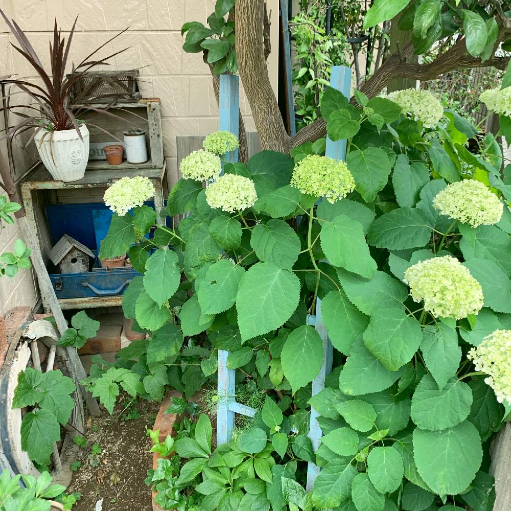 ガーデン雑貨の投稿画像 By Rt Styleさん Junk Gardenとアンティーク雑貨とアンティークとナチュラルガーデンと雑貨とガーデニングと花のある暮らしと古道具と地植え 19月6月4日 Greensnap グリーンスナップ