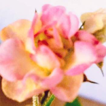 極姫バラ 鉢植えの画像 by つきかさん | 玄関と姫バラ ワンダー ファイブと極姫バラ 鉢植えとさいた✨とピンクの花とちいさなちいさな花と花のある暮らしとかわいいと花が好きとかわいい花