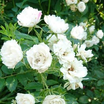 ホワイトグルーテンドルストの画像 by SAkUTOMOさん | 広い庭とホワイトグルーテンドルストと手作りの庭と花木と植中毒とバラ・ミニバラとMyｺﾚ / 薔薇と地植え