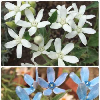 ホワイトスター の投稿画像一覧 Greensnap グリーンスナップ