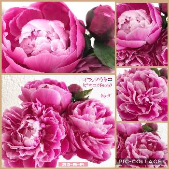 オランダ芍薬の投稿画像一覧 Greensnap グリーンスナップ