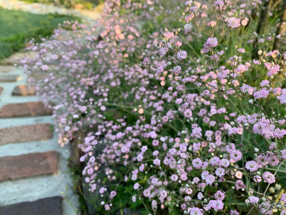 宿根カスミソウの投稿画像 By まっつんさん カフェ風と庭の風景とピンクの花と庭の花とお庭を彩るお花 樹木フォトコンと南側の庭と今日の一枚と庭 づくりと我が家の庭と花のある暮らしとレンガの小道とナチュラルガーデンとかすみ草 19月6月5日 Greensnap