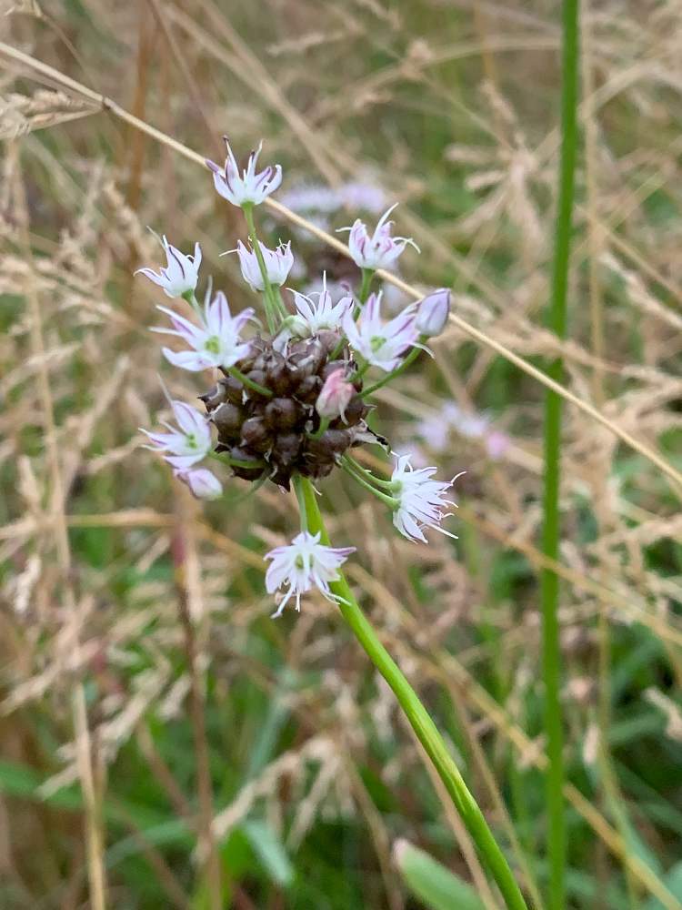 野草の投稿画像 By なおさん 河川敷と植えっぱなしと健康野菜と外出先と散歩中 19月6月5日 Greensnap グリーンスナップ