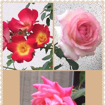 ローズ色の花の画像 by 三毛猫さん | 広い庭と薔薇とつるバラ パレードとつるバラ ピエール・ドゥ・ロンサールとつるバラ カクテルと初夏の花々とお庭を彩るお花・樹木フォトコンと赤い花とピンク色の花と花のある暮らしとローズ色の花