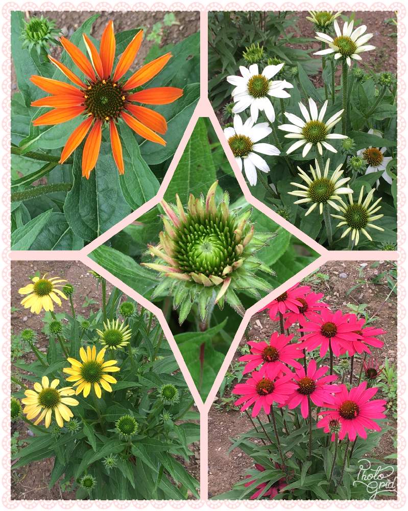 エキナセアの投稿画像 By 三毛猫さん 初夏の花々とオレンジ色の花とお庭を彩るお花 樹木フォトコンと黄色い花と花のある暮らしと実家の畑と白色の花と濃いピンクの花とおそらく薄ピンクの花と エキナセアワールド 19月6月5日 Greensnap グリーンスナップ