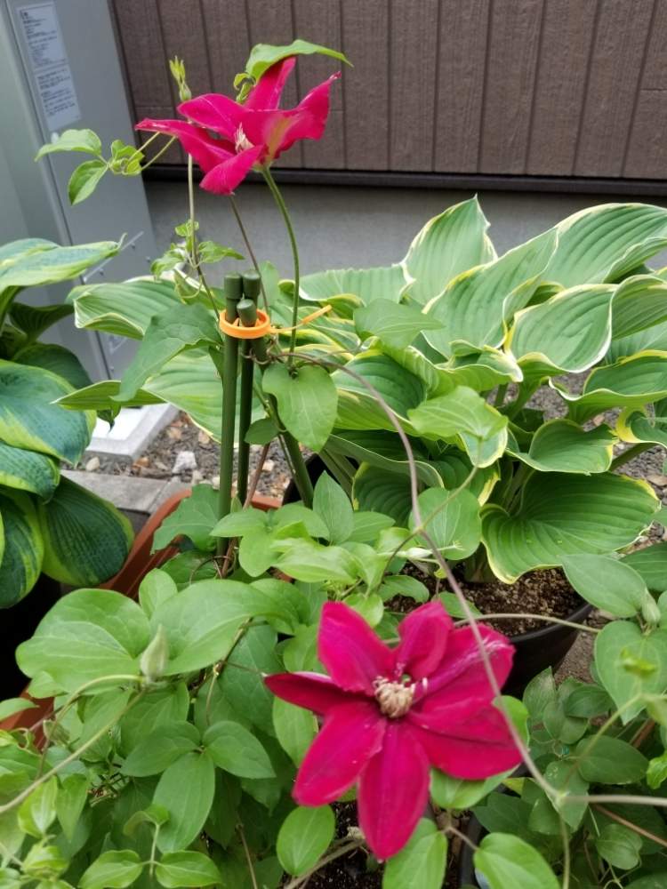 クレマチスの投稿画像 By Yousukeさん 背の高い花と赤い花と鉢植えと北海道でも越冬しますと花のある暮らしと北海道 19月6月5日 Greensnap グリーンスナップ