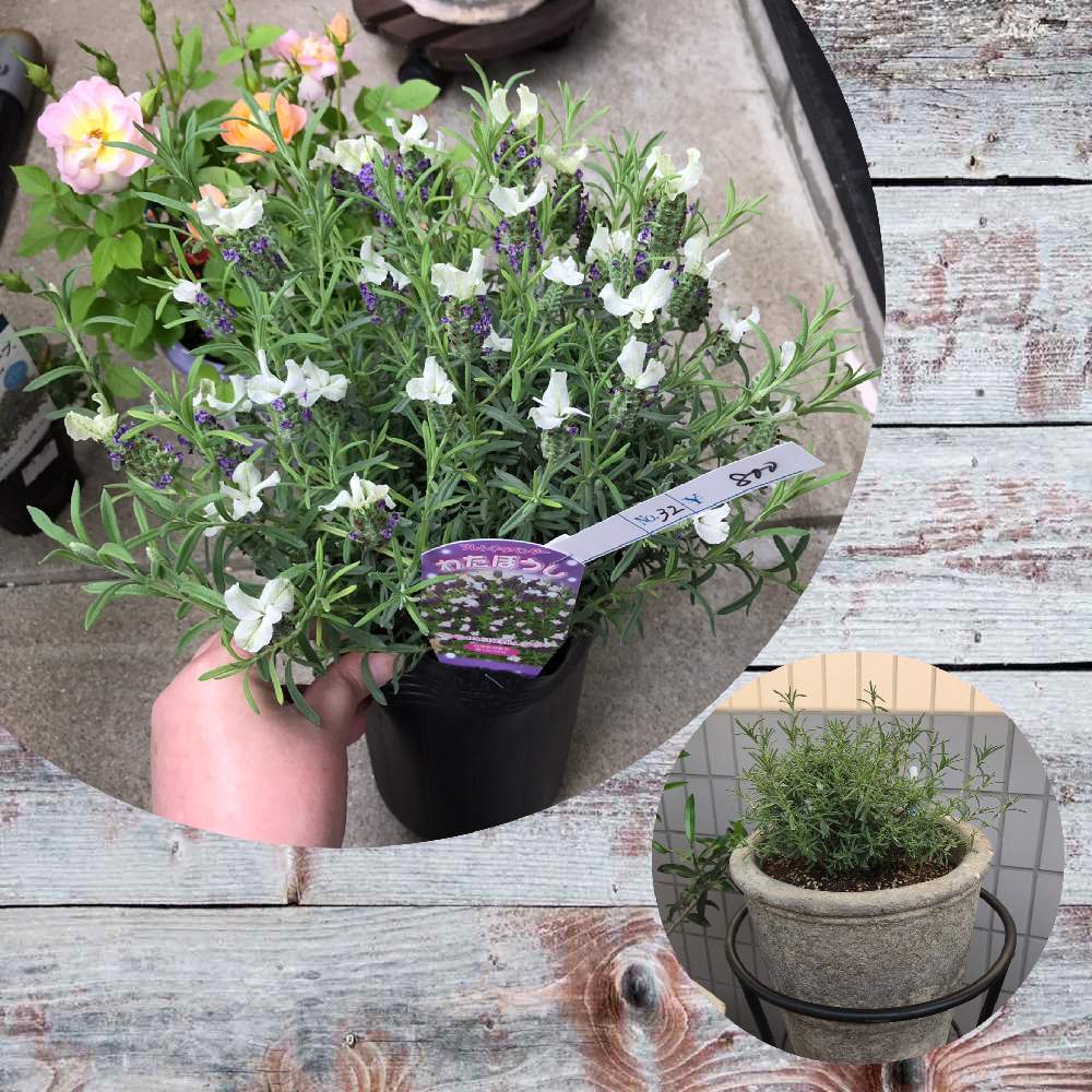 ラベンダーの投稿画像 By Gomamaさん フレンチラベンダーとわたぼうしとフレンチラベンダーわたぼうしとストエカス系ラベンダー フレンチラベンダーと成長記録と花のある暮らしとラベンダー とフレンチラベンダー わたぼうしと令和最初の植物 19月6月5日