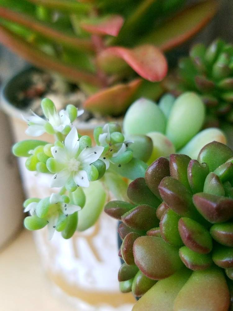 多肉植物の投稿画像 By たえちゃんさん 白い花と植物だいすきと多肉女子 19月6月5日 Greensnap グリーンスナップ