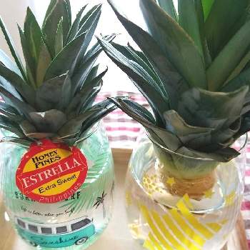 パイナップルみたいの投稿画像一覧 Greensnap グリーンスナップ