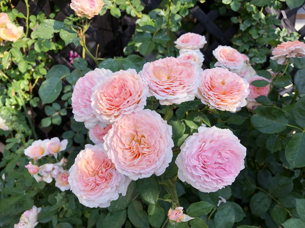 ジェームズギャルウェイの投稿画像 By めぶぶさん つるバラのある庭とばら バラ 薔薇とバラのある暮らしと花のある暮らしとばら 薔薇 バラと四季咲き薔薇 とバラ ジェームズ ギャルウェイ Er 19月6月5日 Greensnap グリーンスナップ