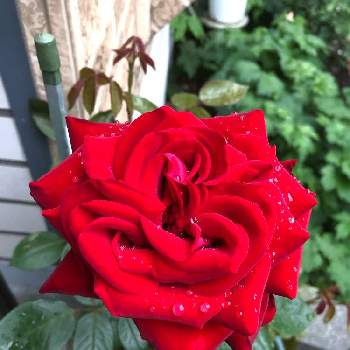 すべての美しい花の画像 トップ100イフェイオン 花 言葉