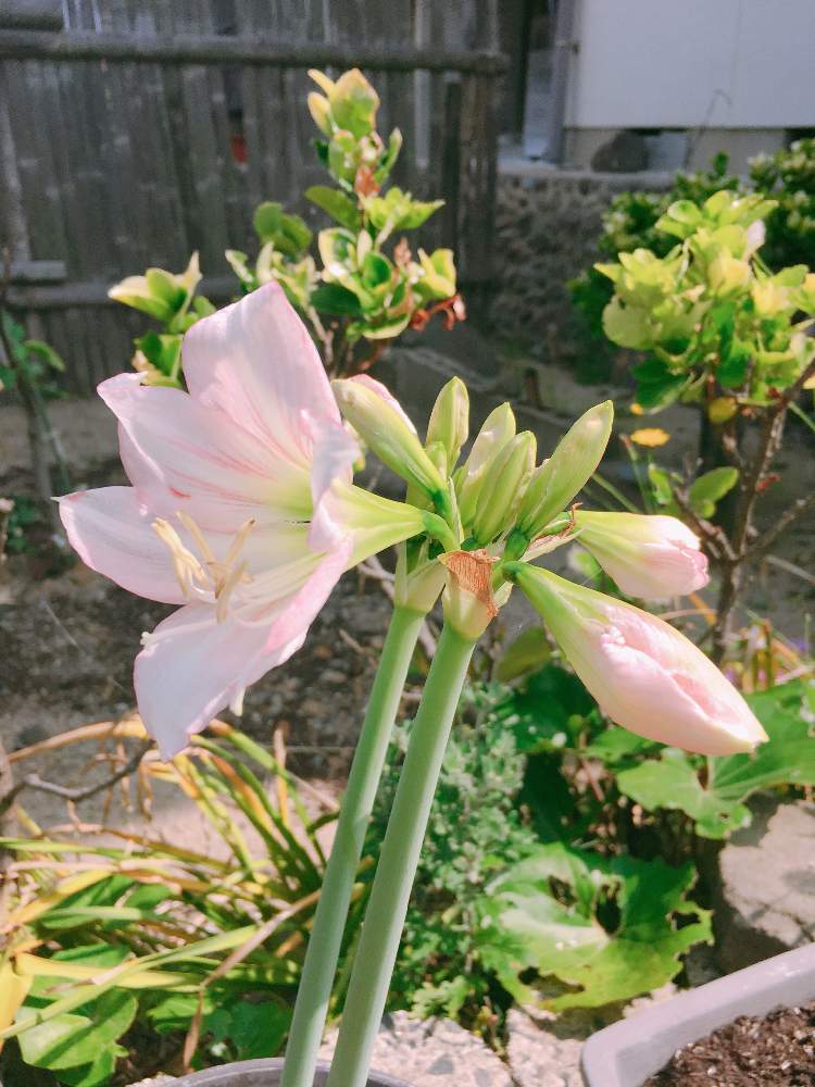 春の球根植物の投稿画像 By Rieさん 花のある暮らしと令和最初の植物 19月6月5日 Greensnap グリーンスナップ