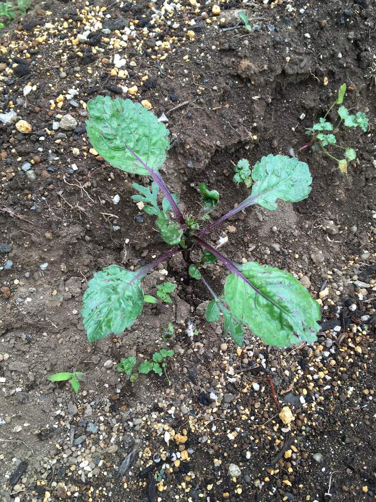 花のある暮らしの投稿画像 By きよさん 癒やし系 と何が咲くのか 19月6月5日 Greensnap グリーンスナップ