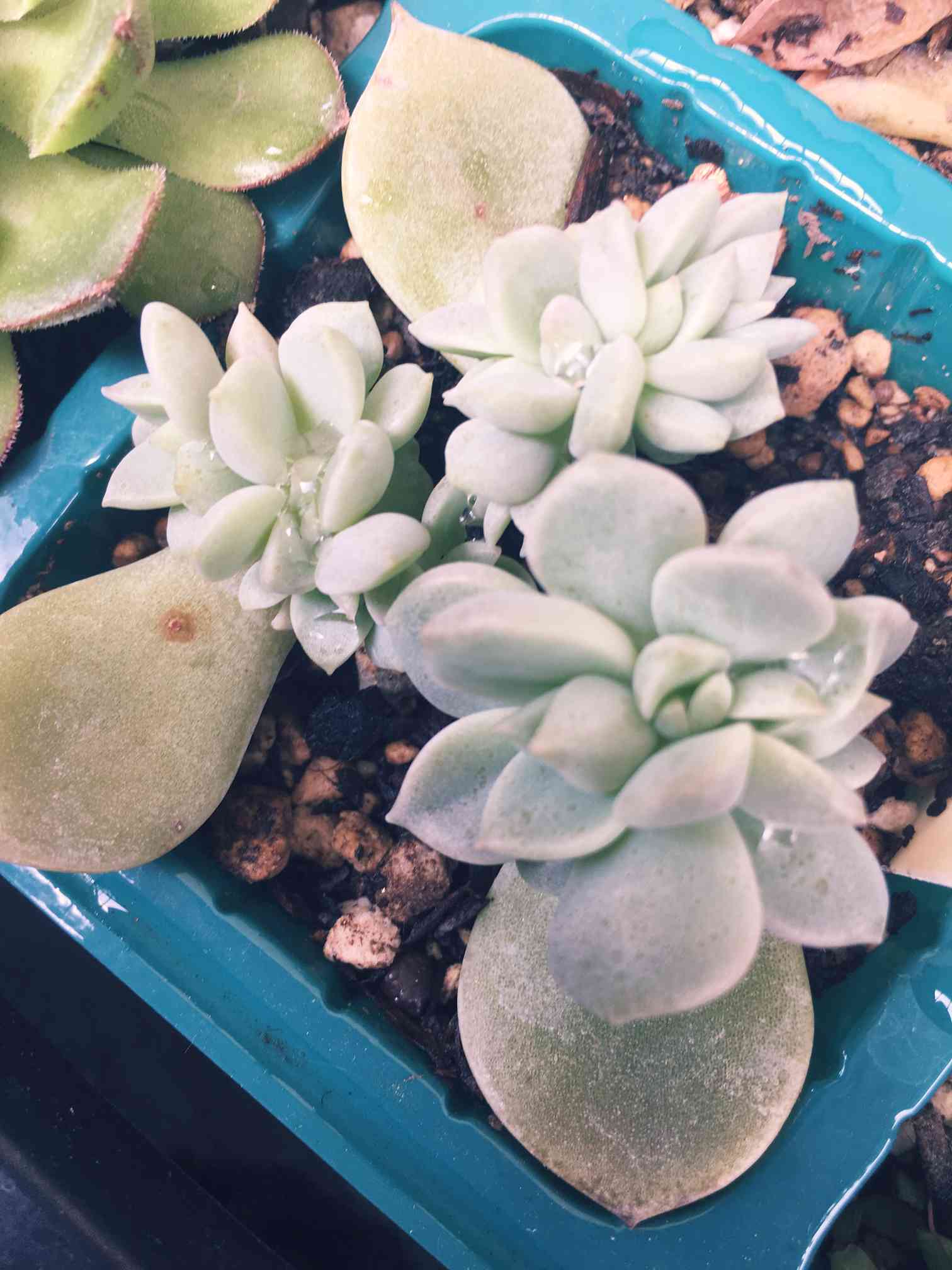 多肉植物^o^葉挿し赤ちゃんラオン