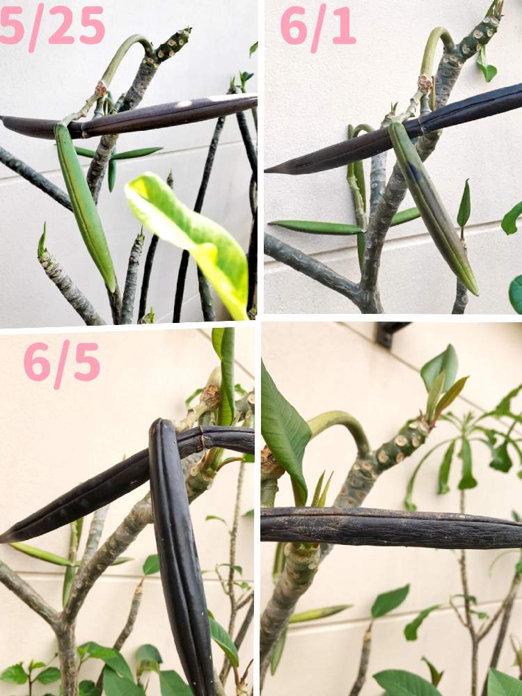 プルメリア の投稿画像 By Azusaさん プルメリアタネ鞘と南国の花と植中毒と鉢植え 19月6月5日 Greensnap グリーンスナップ