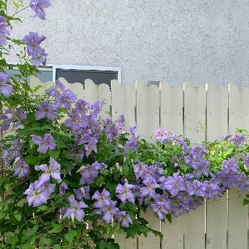 クレマチス エミリアプラターの画像 by mieeeさん | 小さな庭とクレマチス エミリアプラターと地植えと花のある暮らしとクレマチス♬と花数がいっぱい