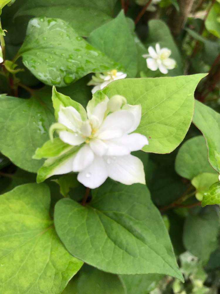白い花の投稿画像 By Chikaさん 花のある暮らしと6月の花と6月の庭 19月6月5日 Greensnap グリーンスナップ