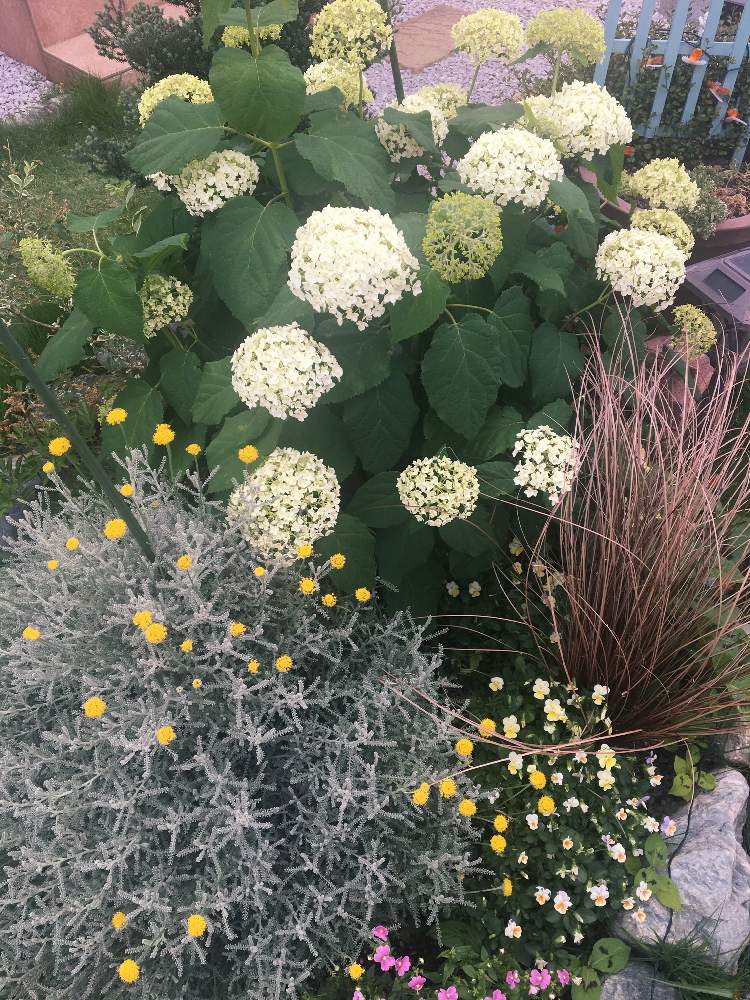 サントリナの投稿画像 By ひろぴさん ビオラとアナベルとネメシアネシアと地植えと花のある暮らし 19月6月5日 Greensnap グリーンスナップ