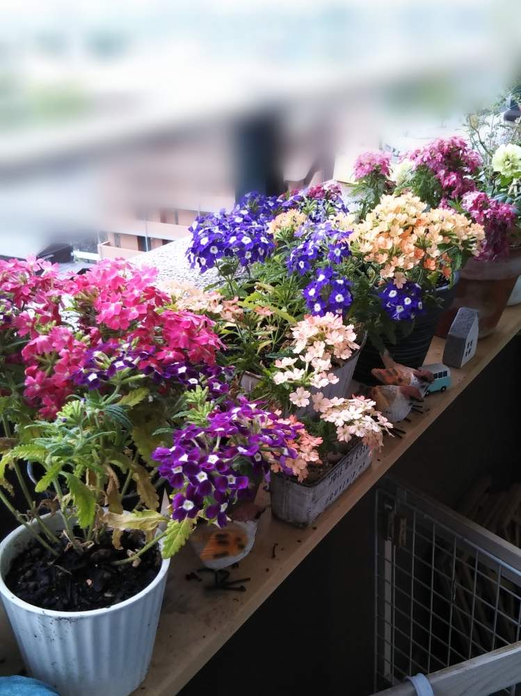 バーベナの投稿画像 By まこさん 夏の花と花のある暮らし 19月6月5日 Greensnap グリーンスナップ