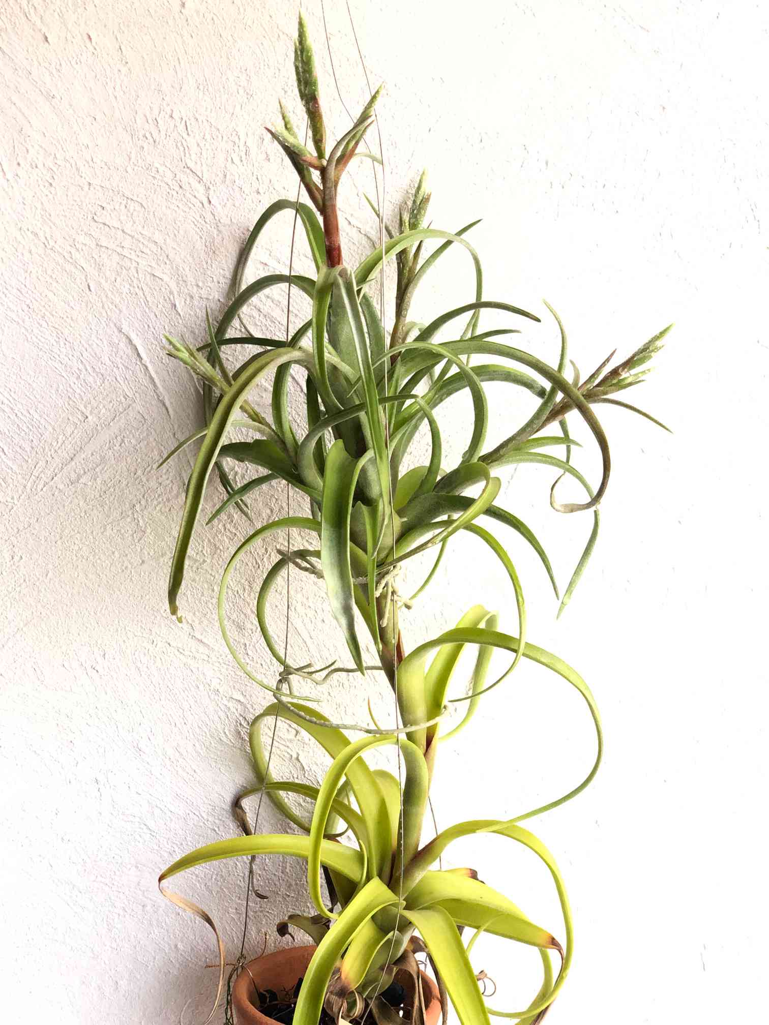 チランジア カーリースリム】親株はヴィヴィパラ 希少 エアープランツ