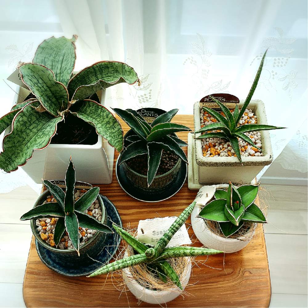 サンスベリア キルキー シルバーブルーの投稿画像 By Yuzuaさん サンスベリア サムライドワーフとサンセベリア ロブスタブルーとリトルサムライと サンセベリア ボンセレンシスとサンスベリア シルバーニンファと観葉植物とサンセベリアボンセレンシスと癒しと