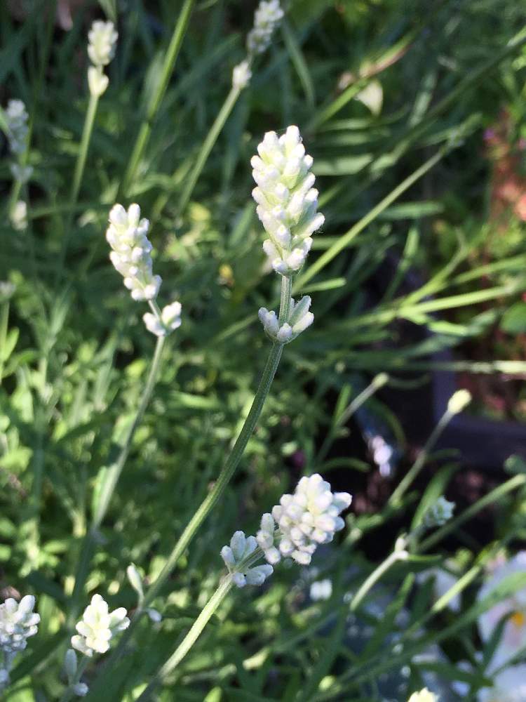 ラベンダーの投稿画像 By えむさん ラベンダーアロマンスとみどりのある暮らしと癒しと綺麗とハーブといい香りと花のある暮らしと白い花 19月6月5日 Greensnap グリーンスナップ