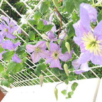 クレマチス エミリアプラターの画像 by さぁやさん | 小さな庭とクレマチス エミリアプラターと手作りの庭とマイガーデンとクレマチス♬ときれいと鉢植えと咲いたと花のある暮らしといやされるとかわいいな♡