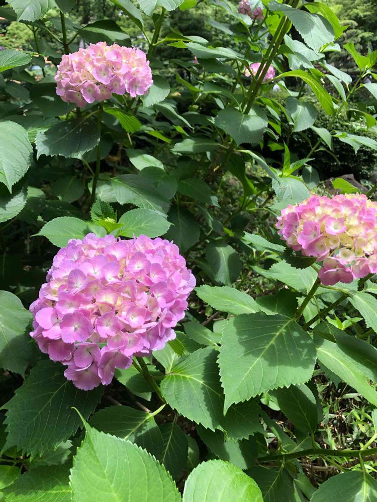 jutaさんの横浜公園への投稿